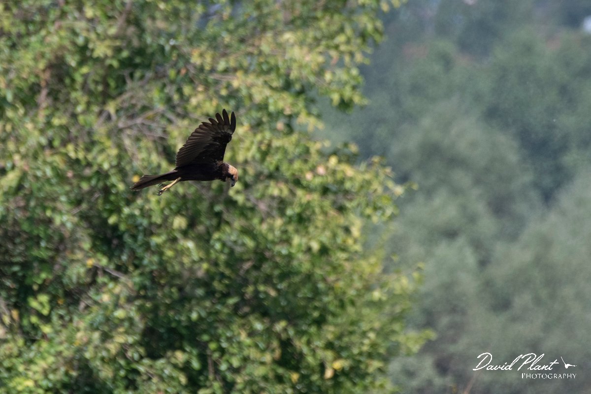 DPPhotography - Northern Greece - Marsh harrier - A.jpg - Marsh harrier - Lake Kerkini, Greece