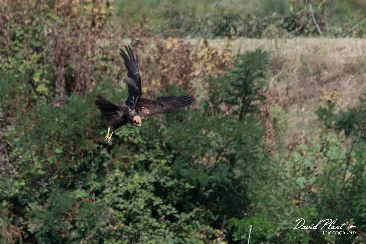 DPPhotography - Northern Greece - Marsh harrier - B.jpg - Marsh harrier - Lake Kerkini, Greece