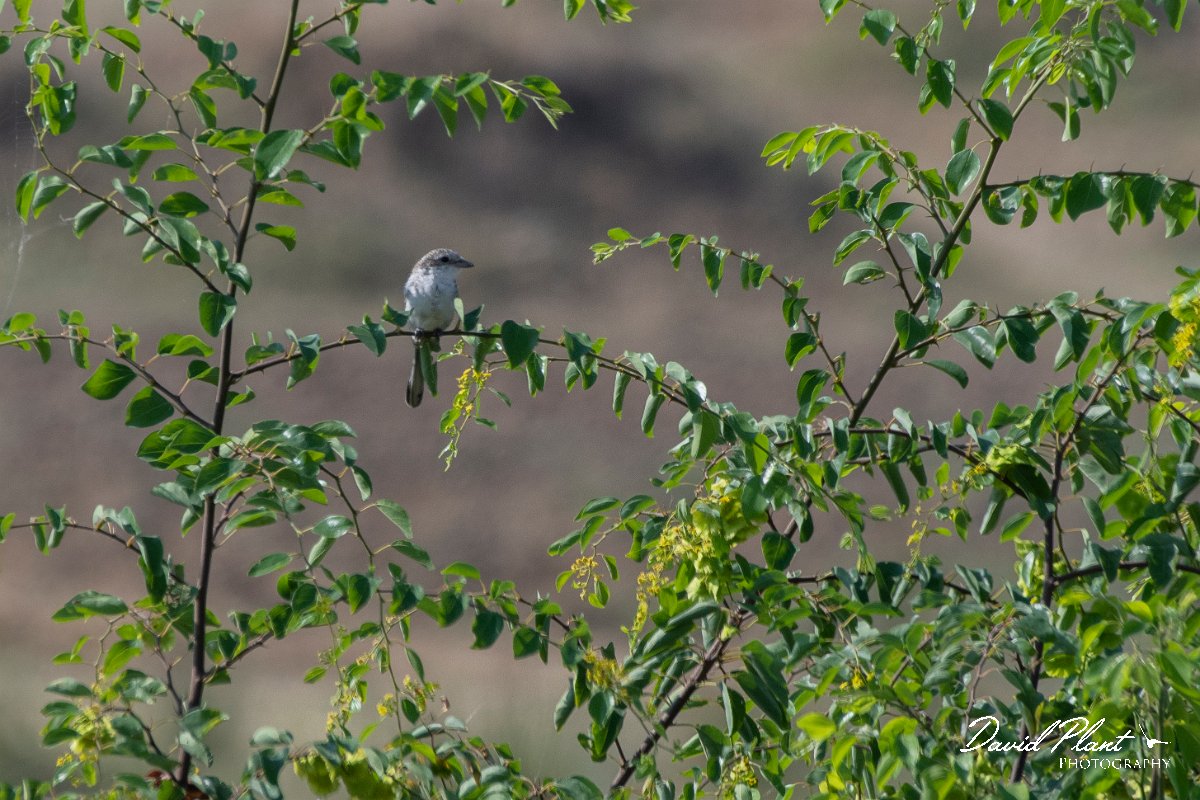 DPPhotography - Northern Greece - Masked shrike - A.jpg - Masked shrike - Lake Kerkini, Greece