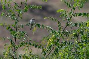 DPPhotography - Northern Greece - Masked shrike - A