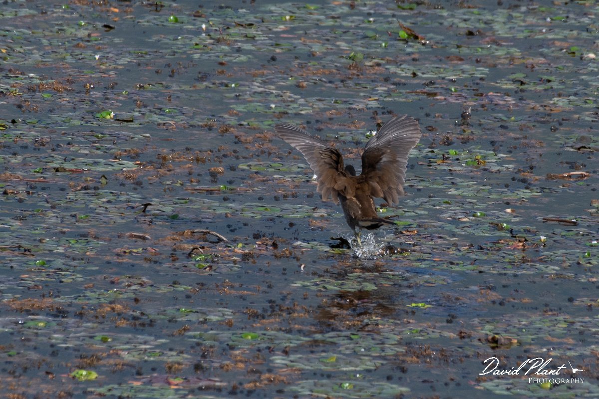 DPPhotography - Northern Greece - Moorhen - A.jpg - Moorhen - Lake Kerkini, Greece