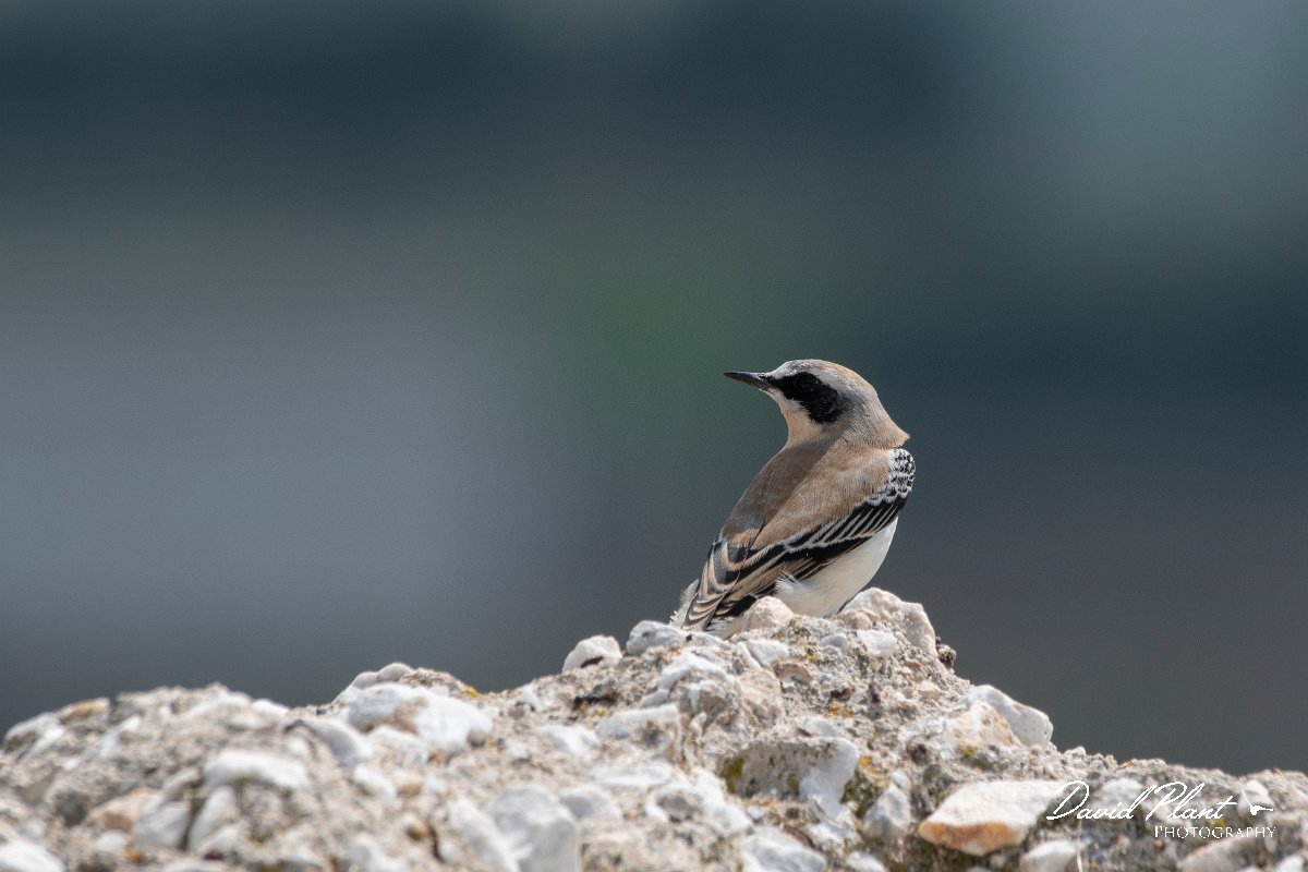 DPPhotography - Northern Greece - Northern wheatear - B.jpg - Northern wheatear - Mount Vrontou, Greece