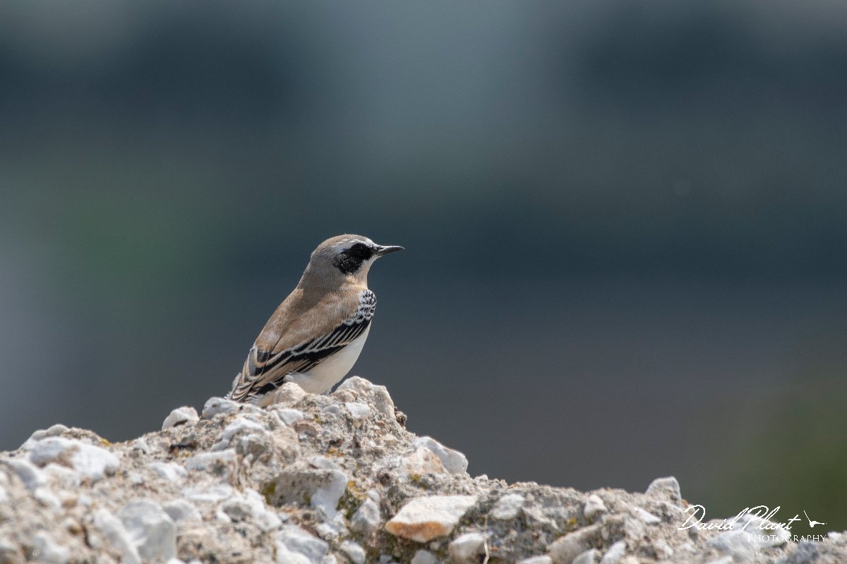 DPPhotography - Northern Greece - Northern wheatear - C.jpg - Northern wheatear - Mount Vrontou, Greece