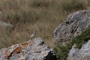 DPPhotography - Northern Greece - Northern wheatear - A