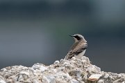 DPPhotography - Northern Greece - Northern wheatear - B