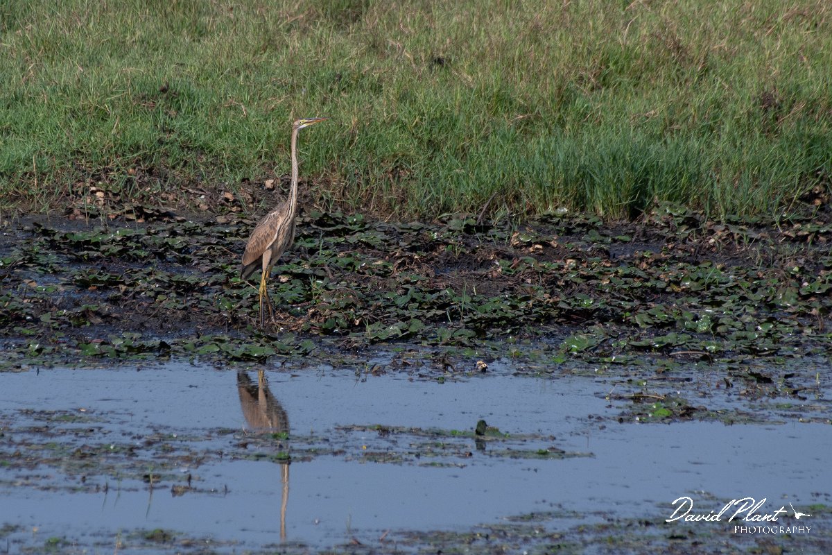 DPPhotography - Northern Greece - Purple heron - B.jpg - Purple heron - Lake Kerkini, Greece