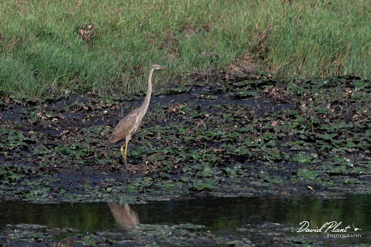 DPPhotography - Northern Greece - Purple heron - C.jpg - Purple heron - Lake Kerkini, Greece