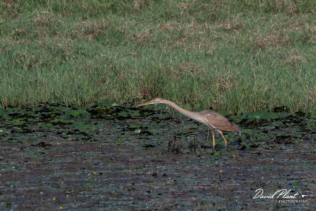 DPPhotography - Northern Greece - Purple heron - D.jpg - Purple heron - Lake Kerkini, Greece