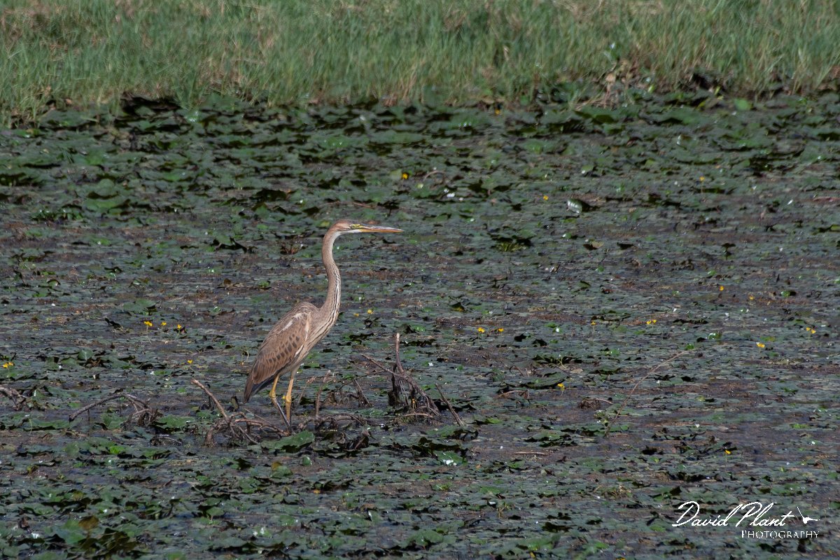 DPPhotography - Northern Greece - Purple heron - E.jpg - Purple heron - Lake Kerkini, Greece
