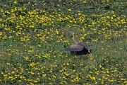 DPPhotography - Northern Greece - Purple heron - A