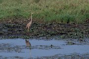 DPPhotography - Northern Greece - Purple heron - B