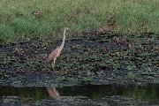 DPPhotography - Northern Greece - Purple heron - C