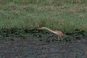 DPPhotography - Northern Greece - Purple heron - D