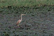 DPPhotography - Northern Greece - Purple heron - E