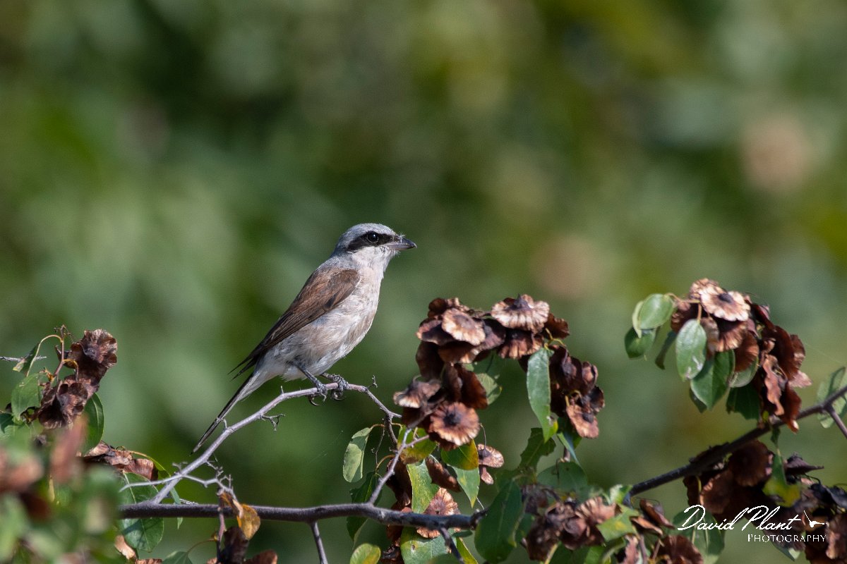 DPPhotography - Northern Greece - Red-backed shrike - A.jpg - Red-backed shrike - Lake Kerkini, Greece