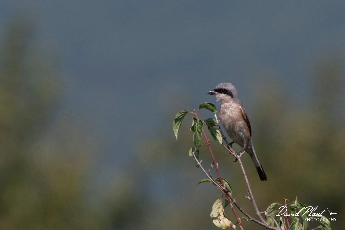 DPPhotography - Northern Greece - Red-backed shrike - B.jpg - Red-backed shrike - Lake Kerkini, Greece