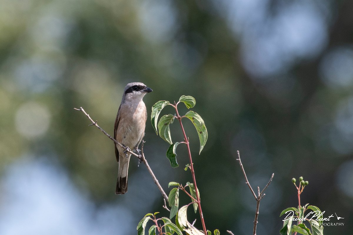 DPPhotography - Northern Greece - Red-backed shrike - C.jpg