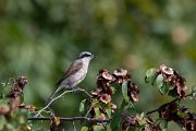 DPPhotography - Northern Greece - Red-backed shrike - A