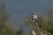 DPPhotography - Northern Greece - Red-backed shrike - B