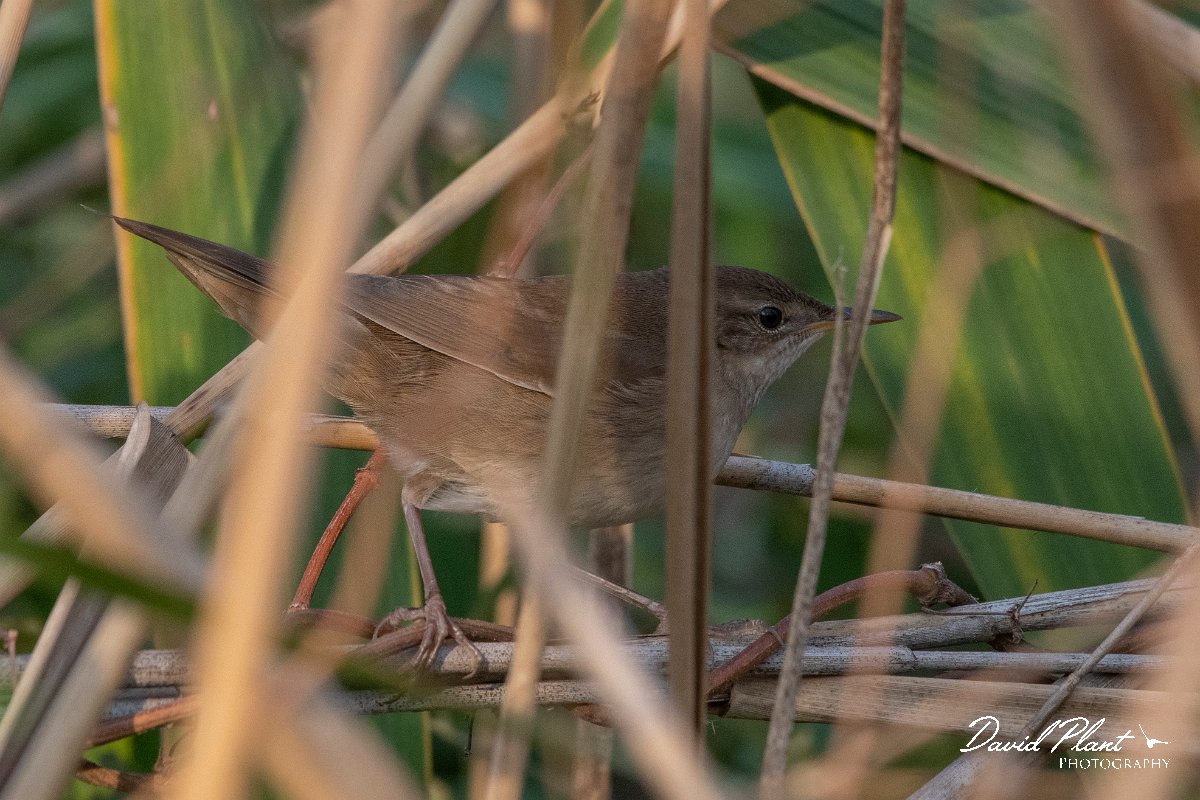 DPPhotography - Northern Greece - River warbler - A.jpg - River warbler - Lake Kerkini, Greece