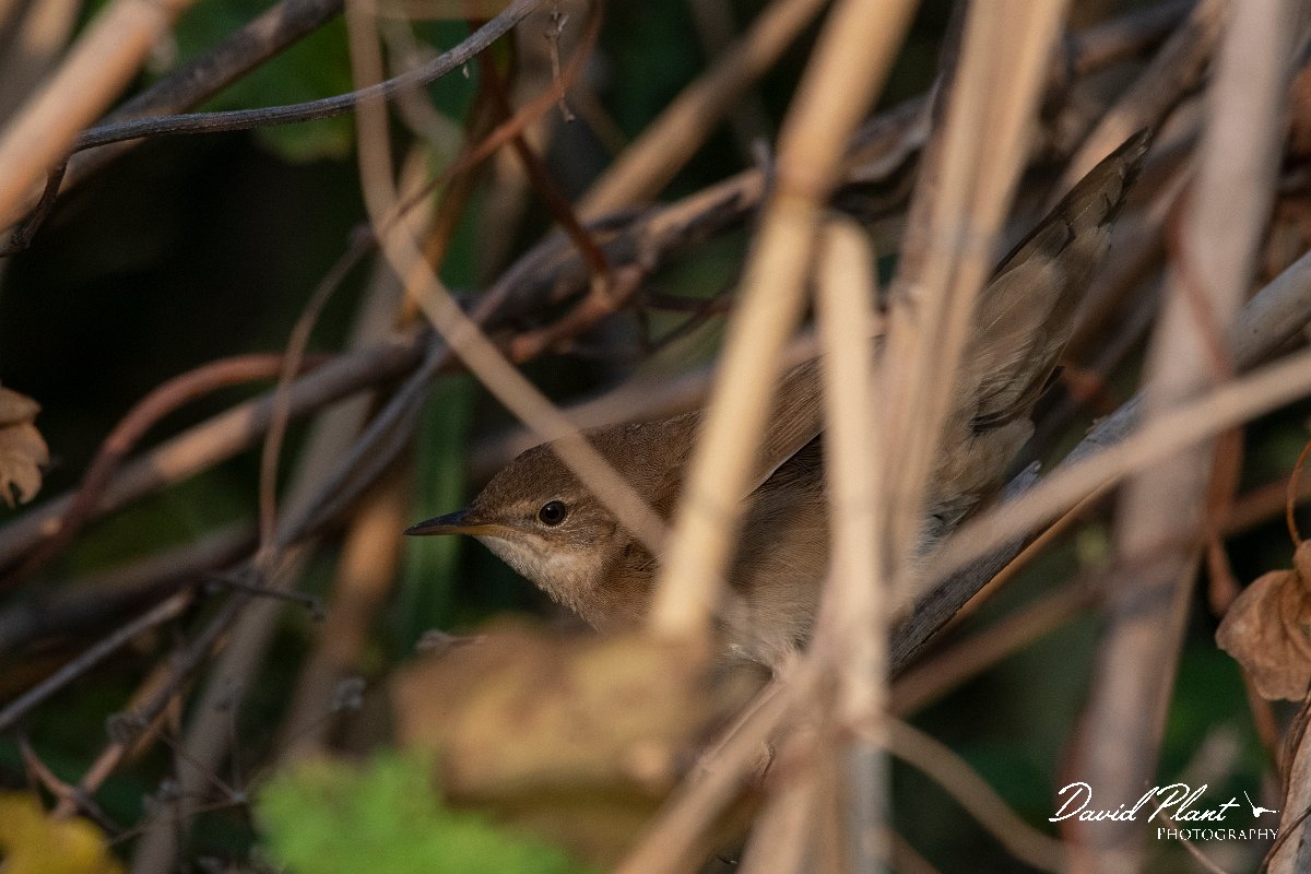 DPPhotography - Northern Greece - River warbler - B.jpg - River warbler - Lake Kerkini, Greece