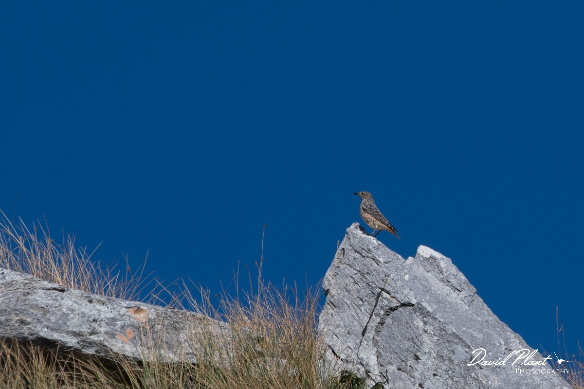DPPhotography - Northern Greece - Rock thrush - A.jpg - Rock thrush - Mount Pangeo, Greece