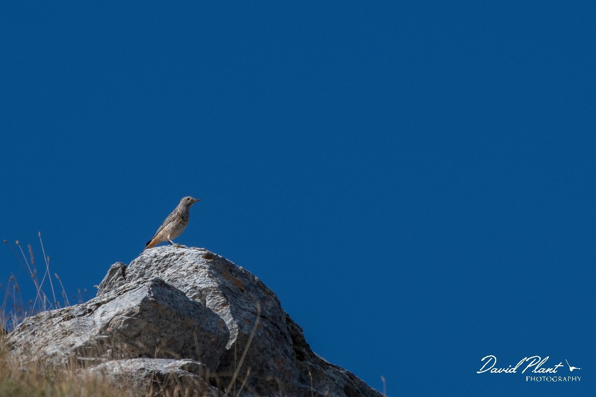 DPPhotography - Northern Greece - Rock thrush - B.jpg - Rock thrush - Mount Pangeo, Greece