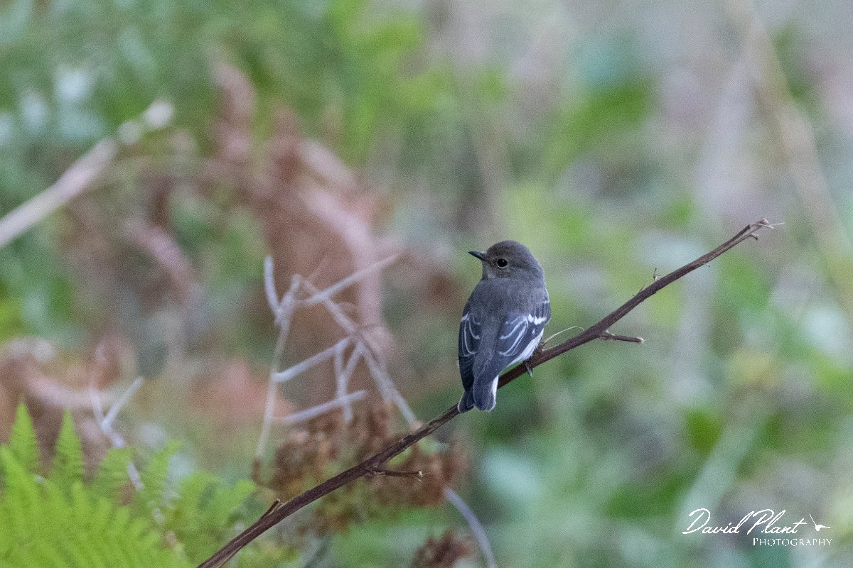 DPPhotography - Northern Greece - Semi-collared flycatcher - A.jpg - Semi-collared flycatcher - Mount Belles, Greece