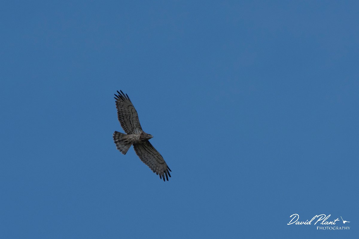 DPPhotography - Northern Greece - Short-toed eagle - A.jpg - Short-toed eagle - Lake Kerkini, Greece