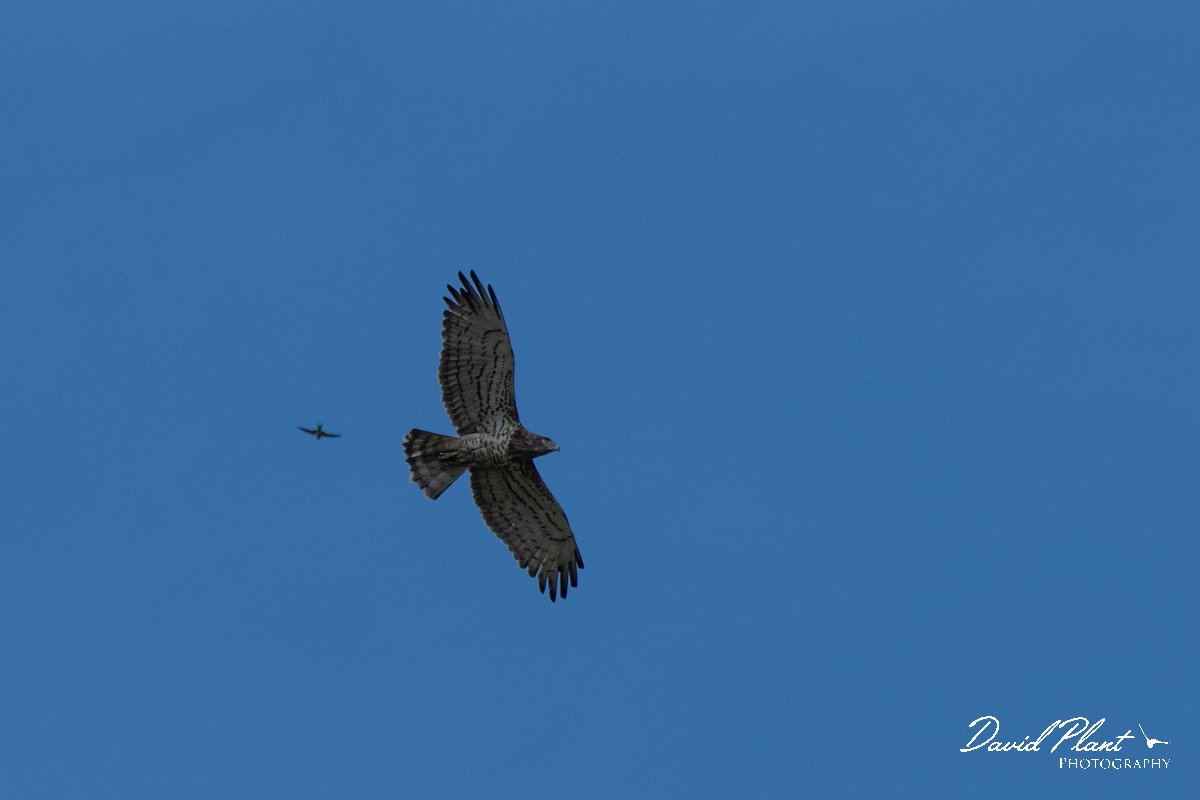 DPPhotography - Northern Greece - Short-toed eagle - C.jpg - Short-toed eagle - Lake Kerkini, Greece