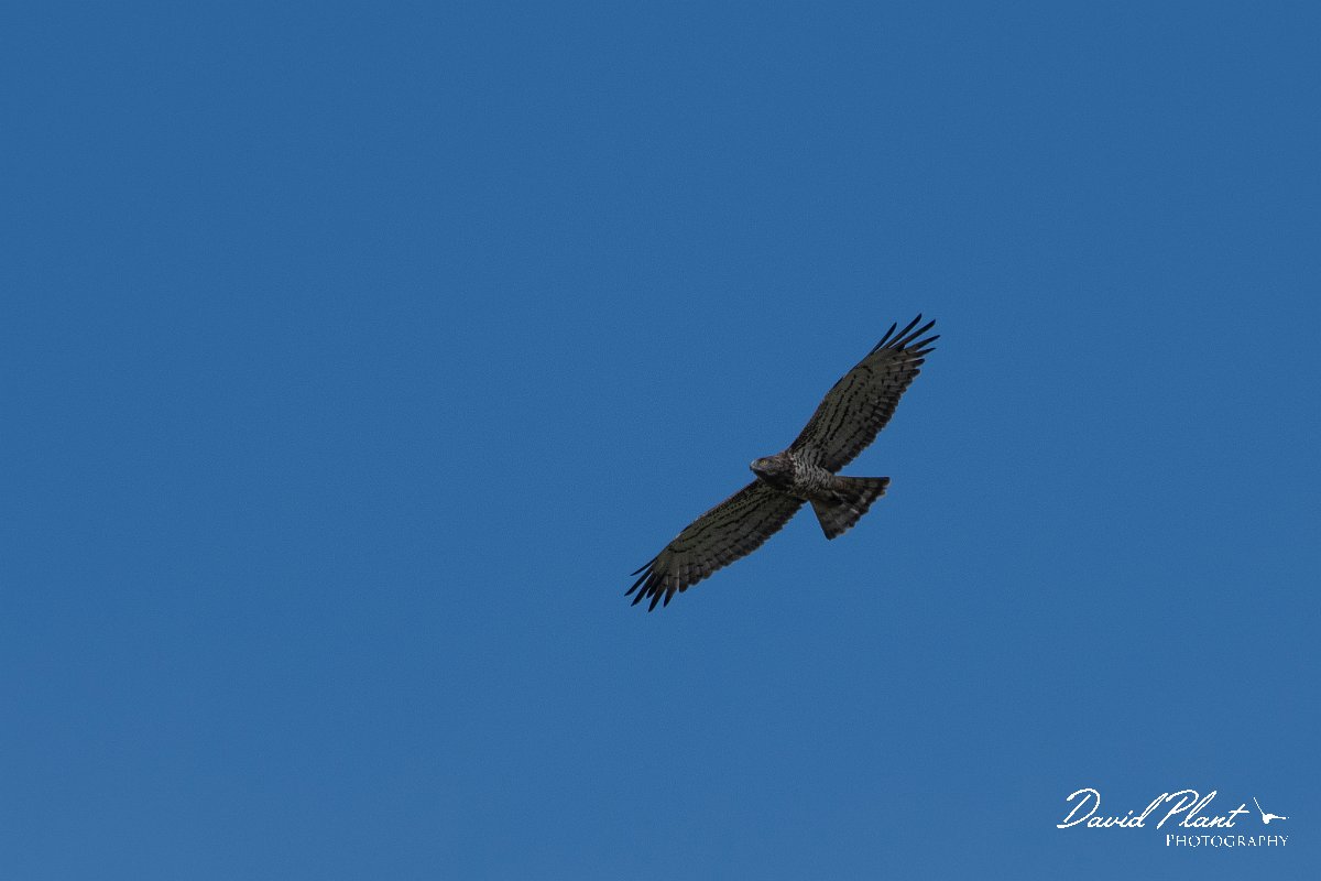 DPPhotography - Northern Greece - Short-toed eagle - E.jpg - Short-toed eagle - Lake Kerkini, Greece