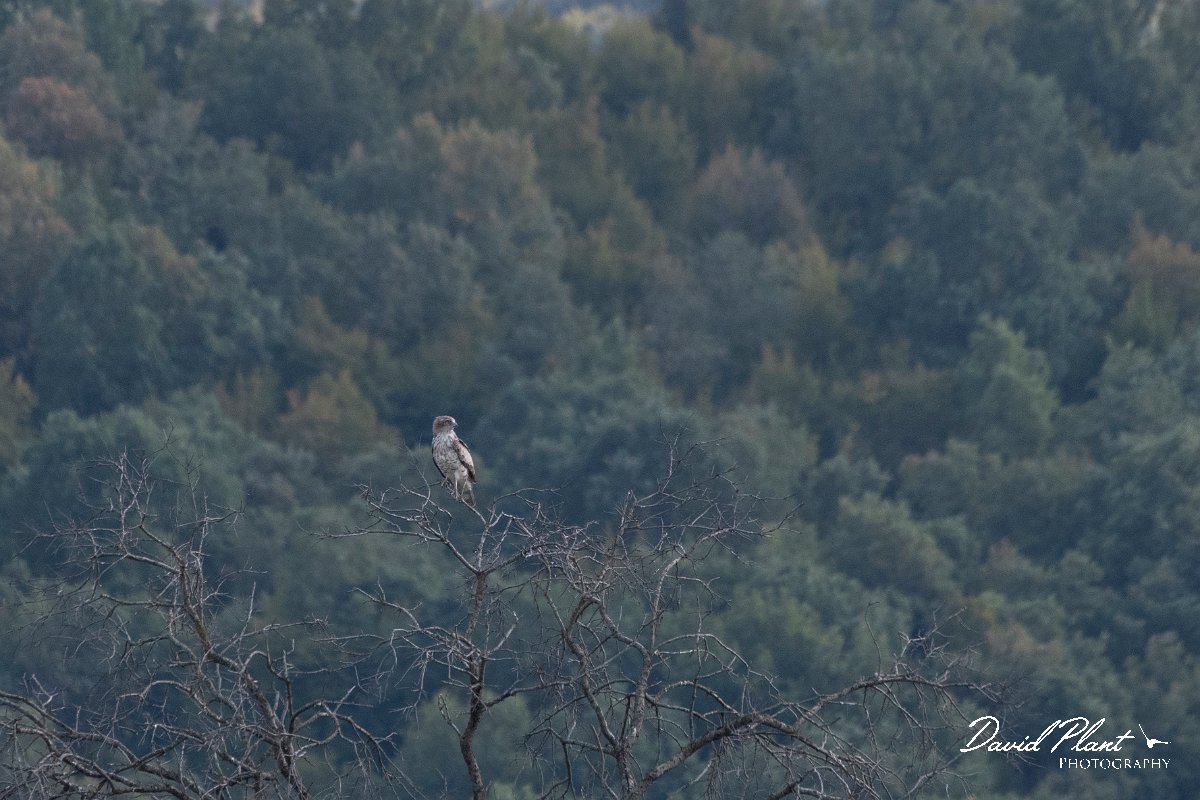 DPPhotography - Northern Greece - Short-toed eagle - F.jpg - Short-toed eagle - Lake Kerkini, Greece