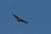 DPPhotography - Northern Greece - Short-toed eagle - B