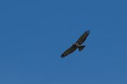 DPPhotography - Northern Greece - Short-toed eagle - E