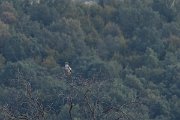DPPhotography - Northern Greece - Short-toed eagle - F