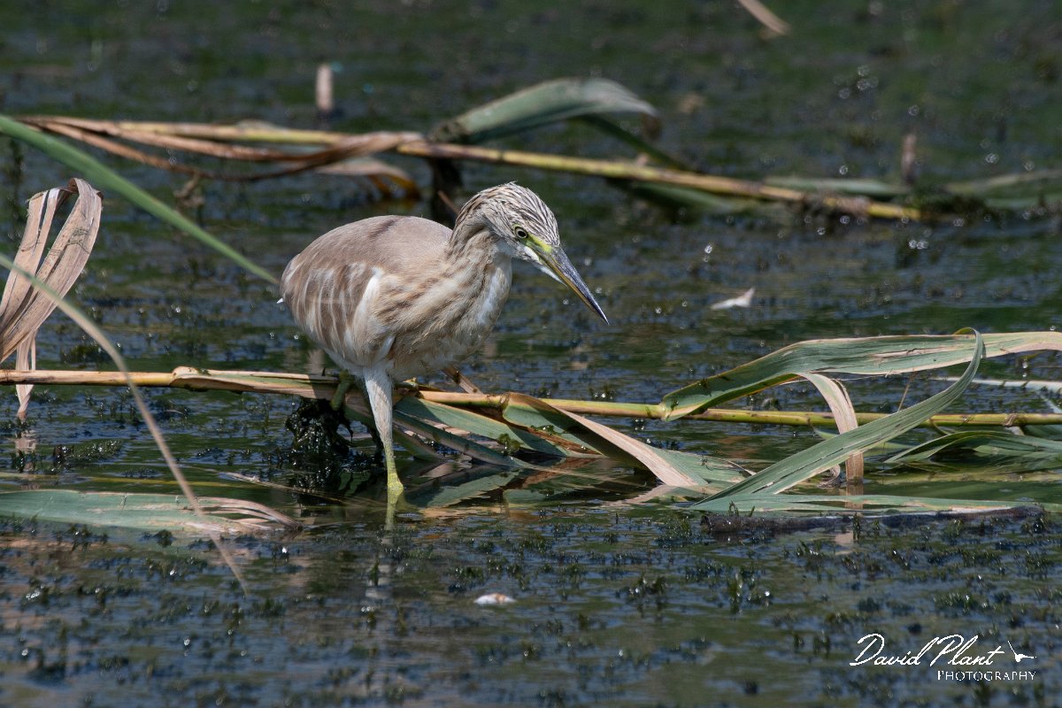 DPPhotography - Northern Greece - Squacco heron - A.jpg - Squacco heron - Lake Kerkini, Greece