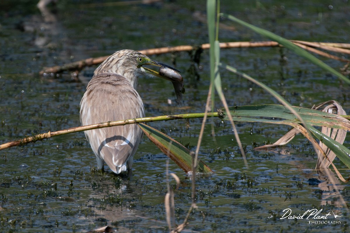 DPPhotography - Northern Greece - Squacco heron - B.jpg - Squacco heron - Lake Kerkini, Greece