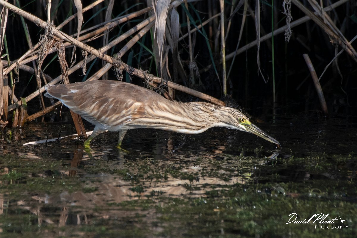 DPPhotography - Northern Greece - Squacco heron - E.jpg - Squacco heron - Lake Kerkini, Greece