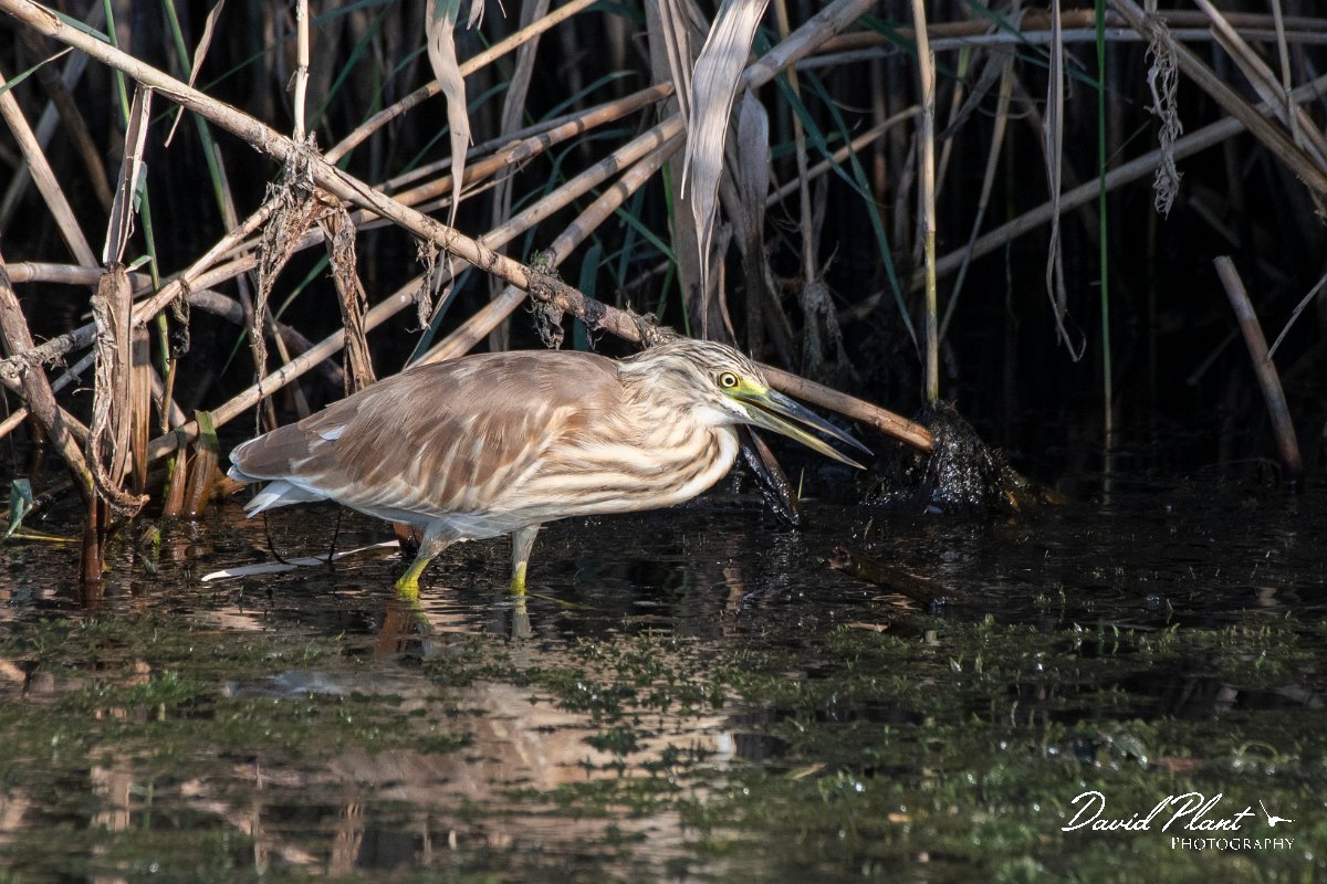 DPPhotography - Northern Greece - Squacco heron - F.jpg - Squacco heron - Lake Kerkini, Greece