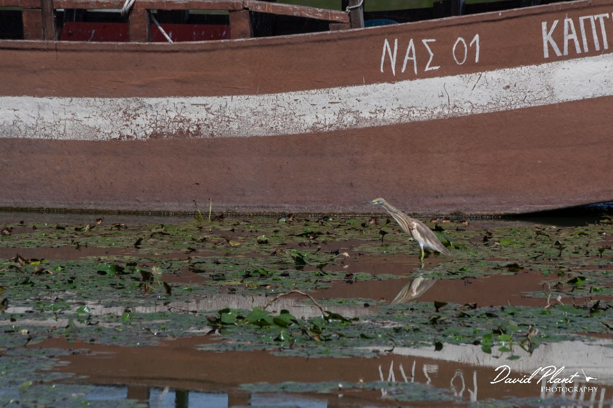 DPPhotography - Northern Greece - Squacco heron - G.jpg - Squacco heron - Lake Kerkini, Greece