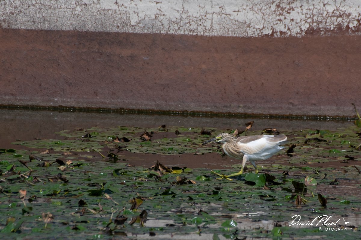 DPPhotography - Northern Greece - Squacco heron - H.jpg - Squacco heron - Lake Kerkini, Greece