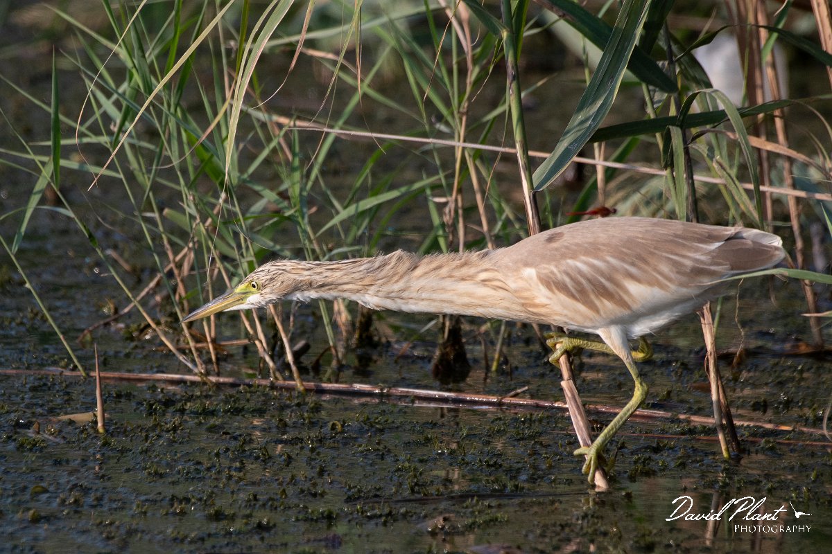 DPPhotography - Northern Greece - Squacco heron - J.jpg - Squacco heron - Lake Kerkini, Greece