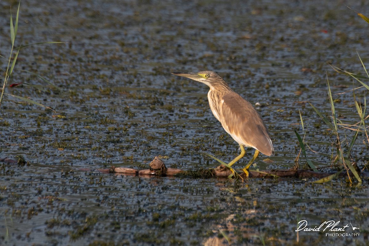 DPPhotography - Northern Greece - Squacco heron - K.jpg - Squacco heron - Lake Kerkini, Greece