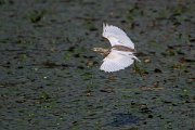 DPPhotography - Northern Greece - Squacco heron - I