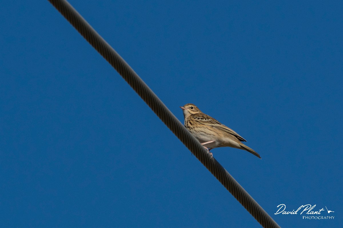 DPPhotography - Northern Greece - Tree pipit - A.jpg - Tree pipit - Mount Pangeo, Greece