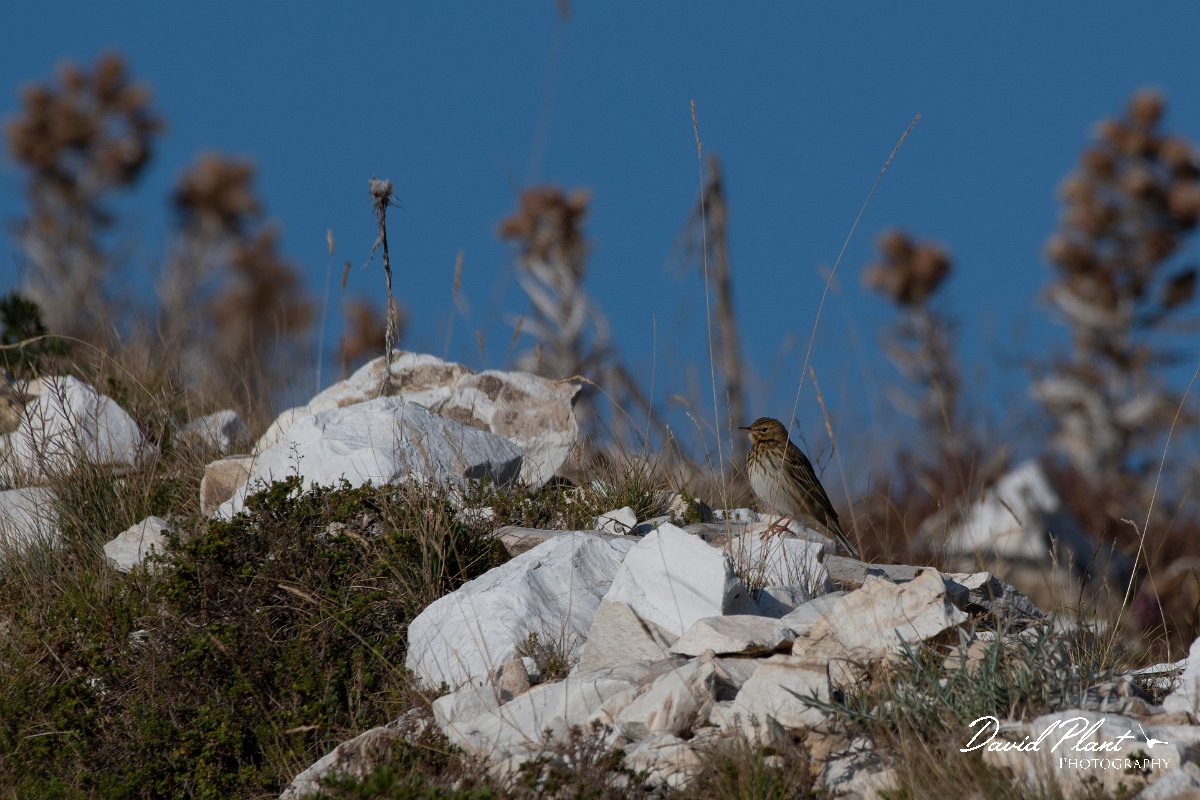 DPPhotography - Northern Greece - Tree pipit - B.jpg - Tree pipit - Mount Pangeo, Greece