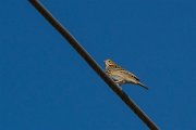 DPPhotography - Northern Greece - Tree pipit - A
