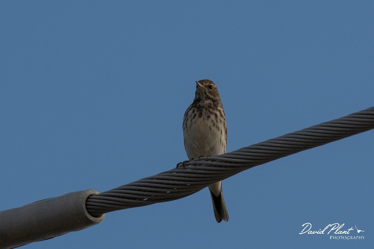 DPPhotography - Northern Greece - Water pipit - A.jpg - Water pipit - Mount Pangeo, Greece