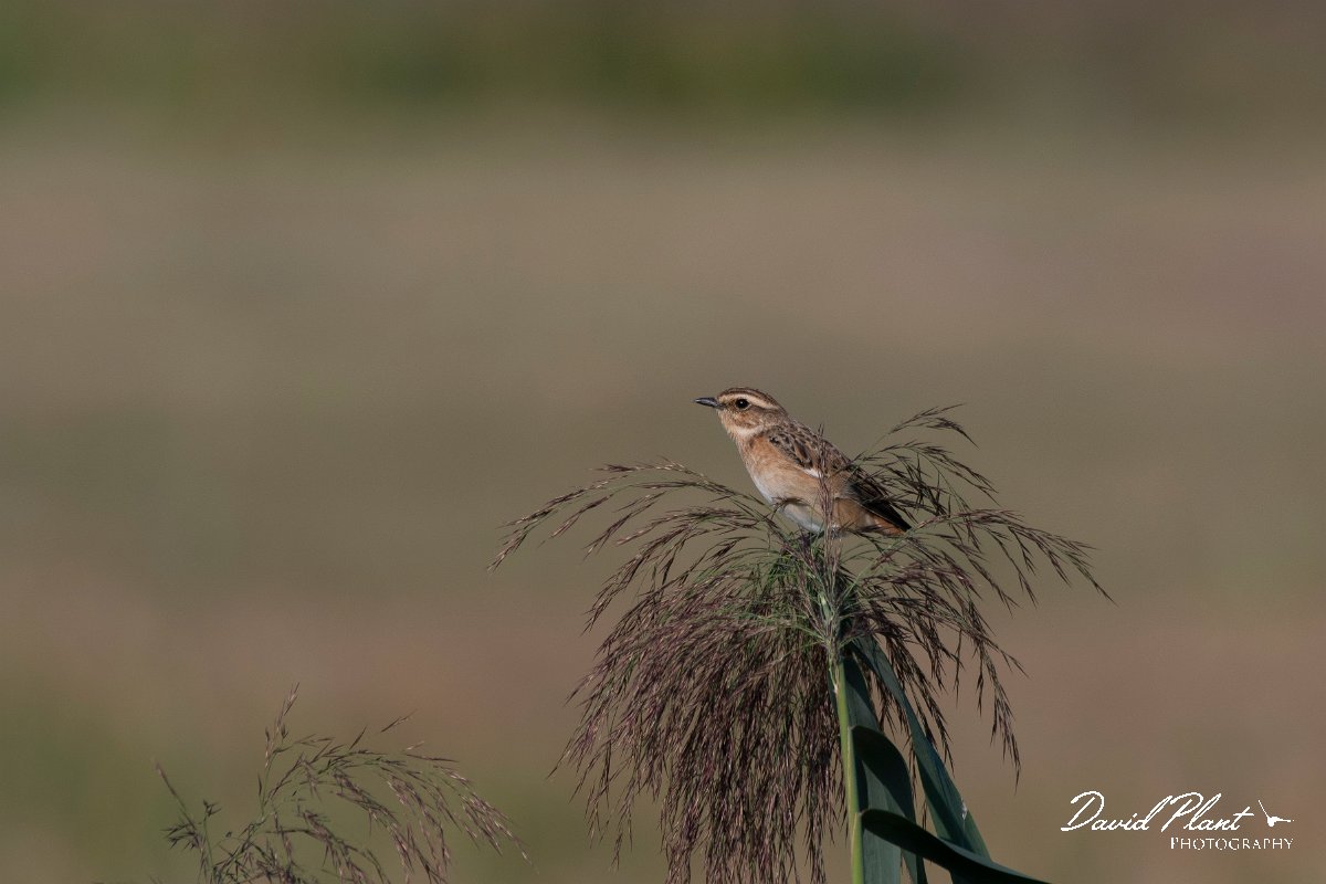 DPPhotography - Northern Greece - Whinchat - A.jpg - Whinchat - Lake Kerkini, Greece