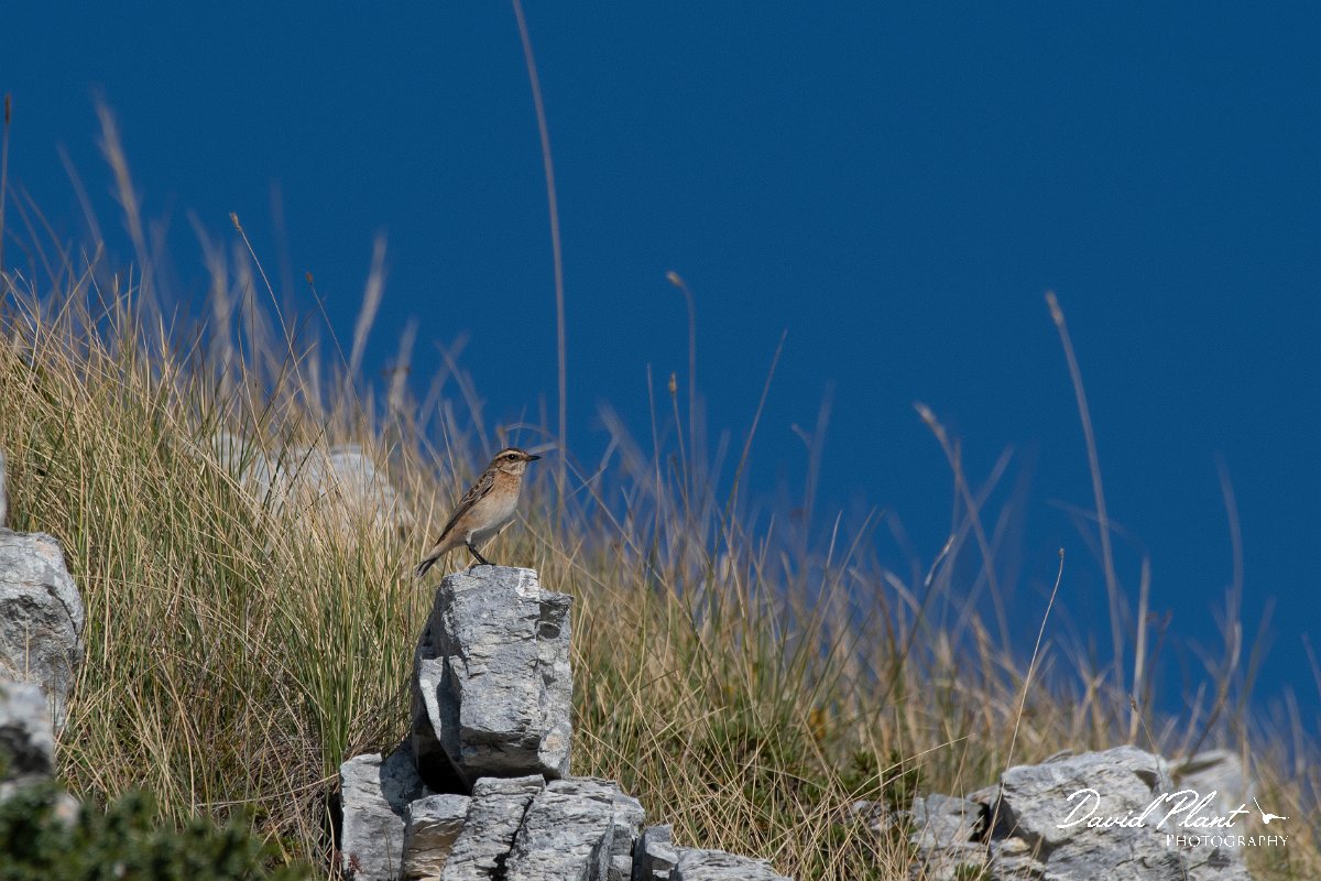 DPPhotography - Northern Greece - Whinchat - B.jpg - Whinchat - Mount Pangeo, Greece